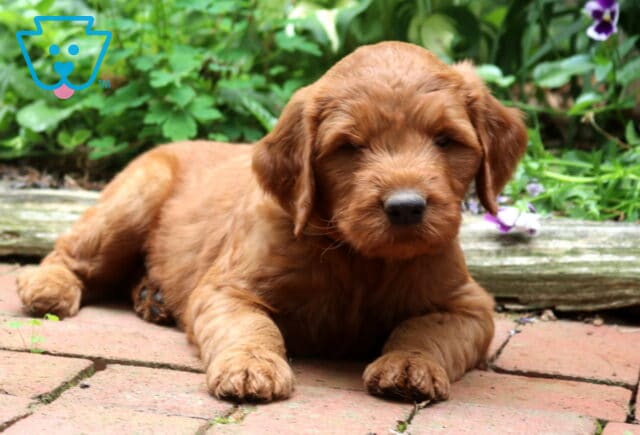 Red Goldendoodle puppy relaxing on a brick patio with a soft fluffy coat, floppy ears, and a gentle expression, surrounded by vibrant garden greenery and colorful blooms. image