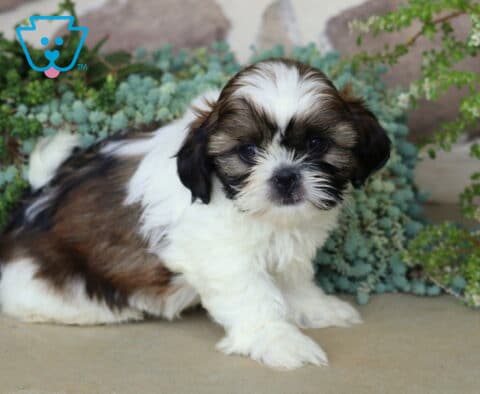 Precious tri-color Shih Tzu puppy with a soft white, brown, and black coat, sitting beside lush greenery with an alert, gentle expression.