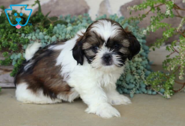 Precious tri-color Shih Tzu puppy with a soft white, brown, and black coat, sitting beside lush greenery with an alert, gentle expression. image