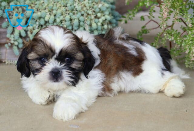 Fluffy tri-color Shih Tzu puppy relaxing on the ground with bright, expressive eyes, surrounded by cascading succulents and fresh greenery. image