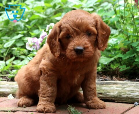 Deep red Goldendoodle puppy sitting on a brick garden path with a soft wavy coat, floppy ears, and a thoughtful expression, surrounded by lush green foliage and delicate flowers.