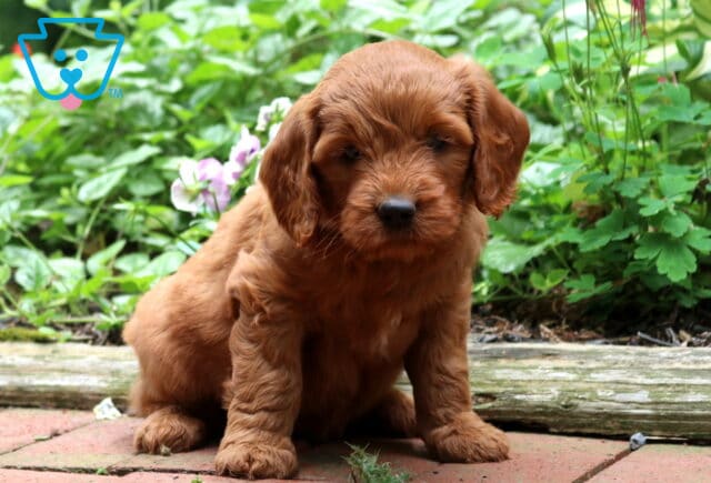 Deep red Goldendoodle puppy sitting on a brick garden path with a soft wavy coat, floppy ears, and a thoughtful expression, surrounded by lush green foliage and delicate flowers. image