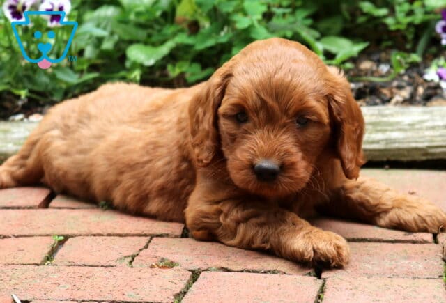 Golden-red Goldendoodle puppy stretched out on a brick patio, showing off a fluffy wavy coat, sweet floppy ears, and a relaxed expression with colorful garden blooms in the background. image