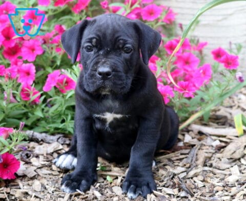 Black Cane Corso puppy sitting in a blooming garden, highlighting its shiny black coat, white chest blaze, sturdy build, and bright, inquisitive eyes.