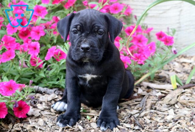 Black Cane Corso puppy sitting in a blooming garden, highlighting its shiny black coat, white chest blaze, sturdy build, and bright, inquisitive eyes. image
