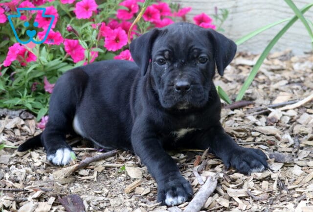 Black Cane Corso puppy lounging beside colorful pink flowers, featuring a sleek black coat, white-tipped paws, a tiny white chest patch, and a calm, confident gaze. image