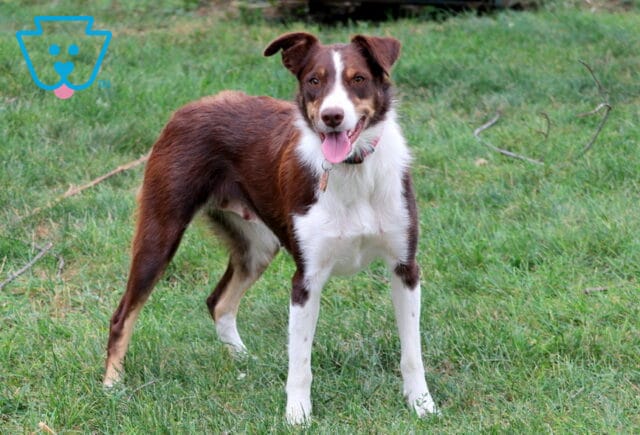 Rusty Border Collie Mix Marlin Faus image