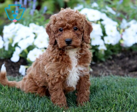 Ryan Mini Poodle