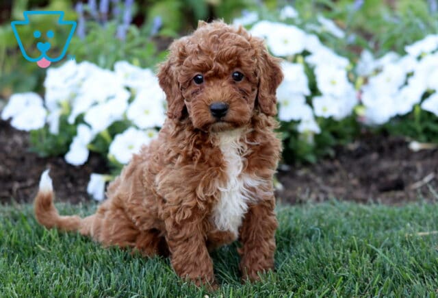 Ryan Mini Poodle image