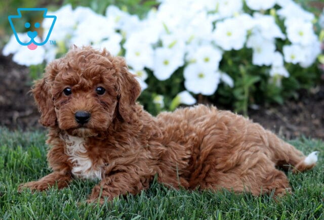 Ryan Mini Poodle2 image