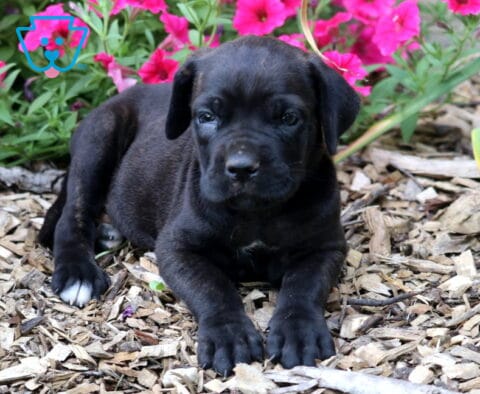 Rylie Cane Corso