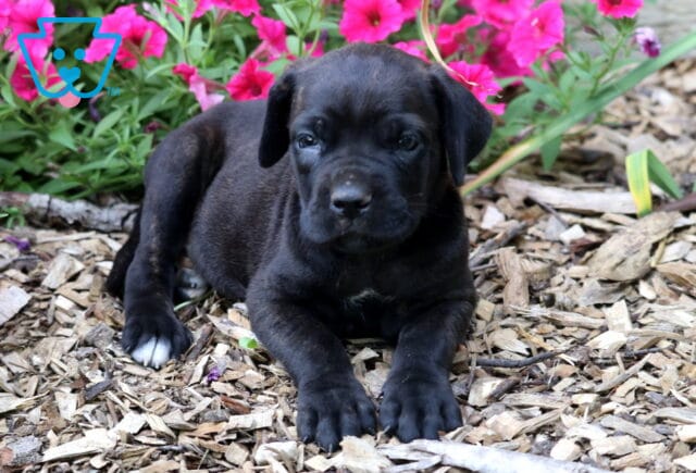 Black Cane Corso puppy resting on a bed of wood chips with colorful pink flowers behind it, featuring a glossy coat, sturdy paws, and a calm, curious expression. image