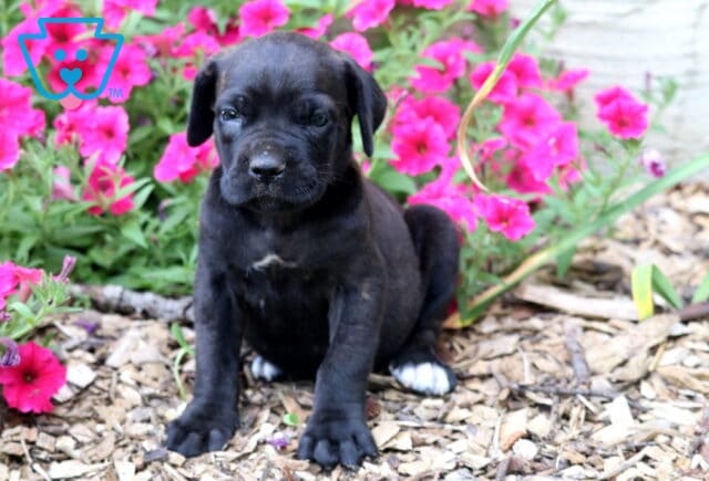 Black Cane Corso puppy sitting proudly among vibrant pink garden flowers, displaying a sleek coat, white-tipped paws, and a sweet, attentive face. image
