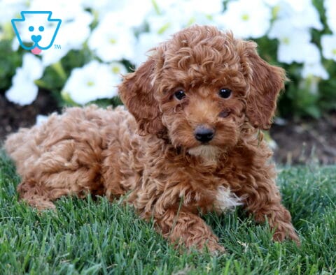 Rylie Mini Poodle