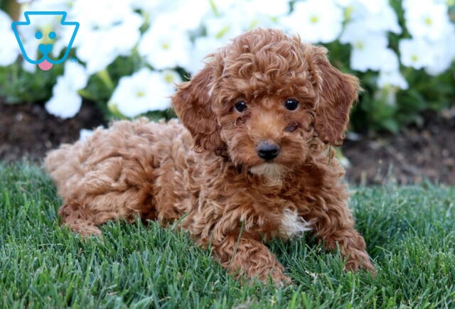 Rylie Mini Poodle image