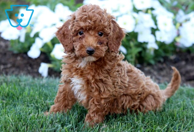 Rylie Mini Poodle2 image