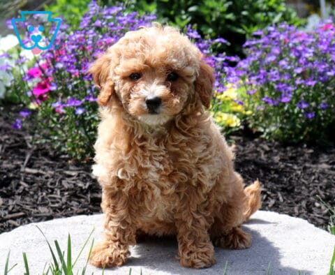 Sandy Mini Poodle