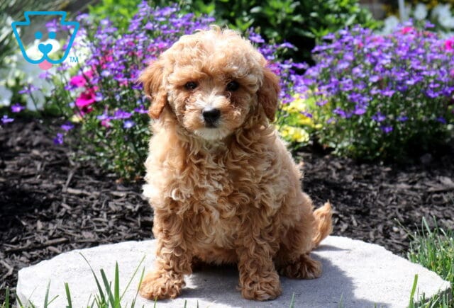 Light apricot Mini Poodle puppy sitting on a stone garden path with blooming purple flowers behind, featuring a soft curly coat, button nose, and bright, inquisitive eyes. image