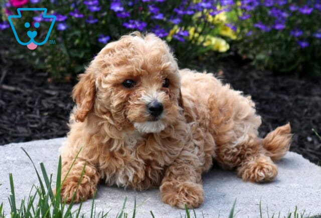 Curly light apricot Mini Poodle puppy relaxing on a stone garden path, surrounded by purple blooms and greenery, featuring a fluffy coat, dark eyes, and a sweet, attentive expression. image