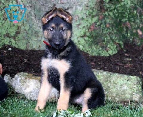 Sara German Shepherd Retake