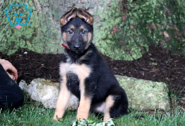 Young German Shepherd puppy with a black and tan coat sitting beneath a large tree, ears tipped forward and eyes focused on the camera while resting on a grassy patch near stone edging. image