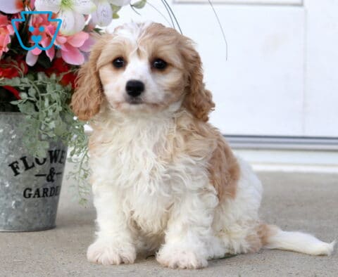 Sasha Cavachon