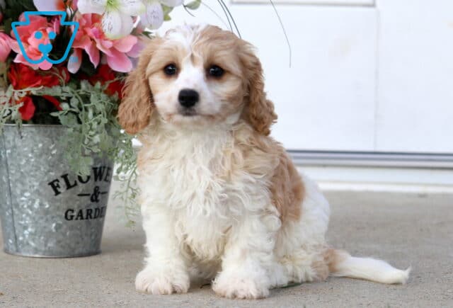 Sasha Cavachon image