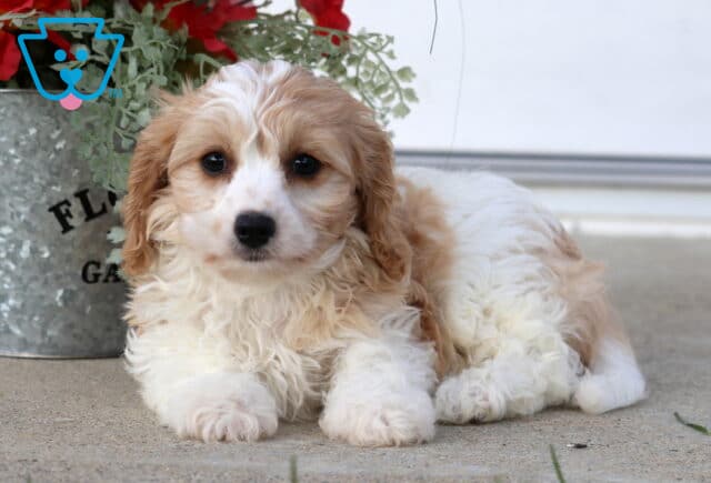 Sasha Cavachon2 image
