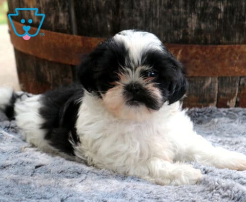 Black and white Shih Tzu puppy lounging on a soft gray blanket in front of a rustic wooden barrel, featuring a fluffy coat, dark button eyes, and an adorable teddy bear face.