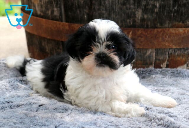 Black and white Shih Tzu puppy lounging on a soft gray blanket in front of a rustic wooden barrel, featuring a fluffy coat, dark button eyes, and an adorable teddy bear face. image