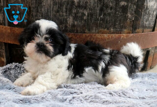 Fluffy black and white Shih Tzu puppy relaxing on a plush gray blanket with a curled tail and expressive eyes, posed in front of a weathered wooden barrel for a charming rustic portrait. image