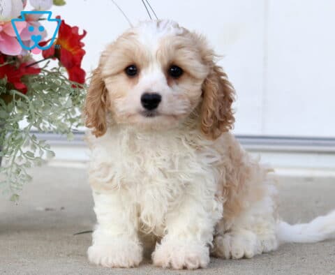 Scout Cavachon