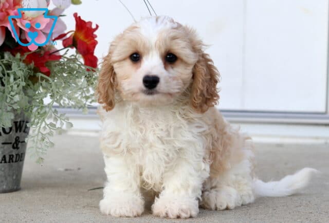 Scout Cavachon image