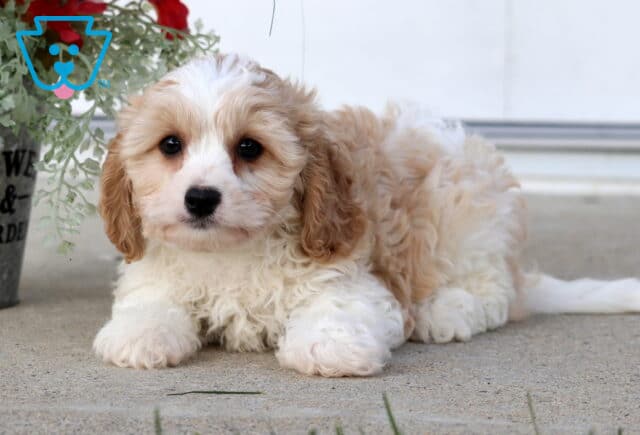 Scout Cavachon2 image