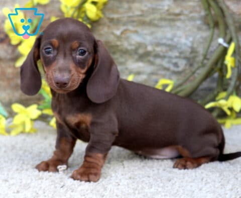 Scout Mini Dachshund
