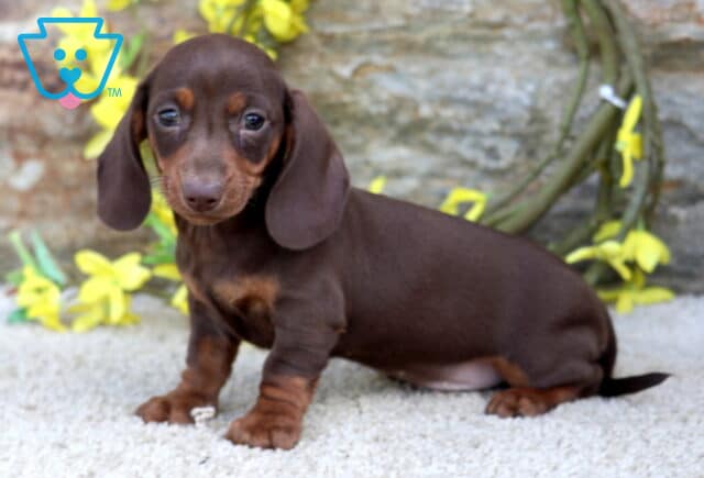 Scout Mini Dachshund image