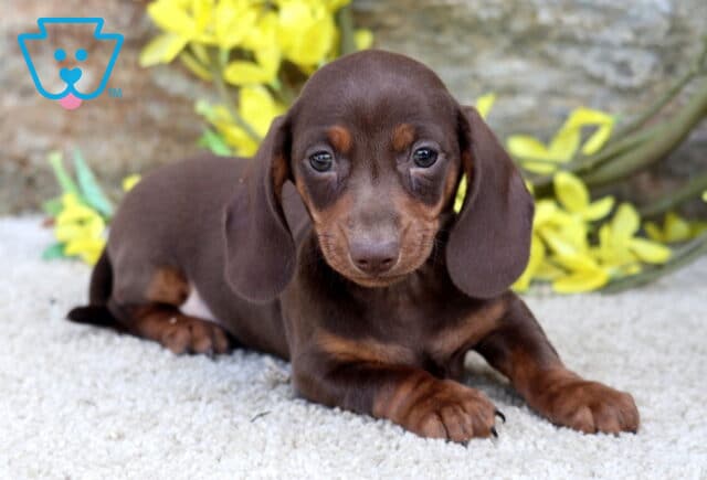 Scout Mini Dachshund2 image