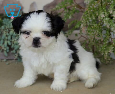 Fluffy black and white Shih Tzu puppy sitting quietly with a soft, cuddly coat, surrounded by cascading greenery and a charming garden backdrop.