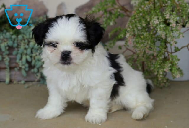 Fluffy black and white Shih Tzu puppy sitting quietly with a soft, cuddly coat, surrounded by cascading greenery and a charming garden backdrop. image