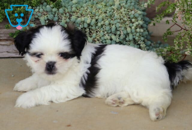 Fluffy black and white Shih Tzu puppy stretched out and relaxing with a peaceful expression, resting in front of cascading succulents and lush garden greenery. image