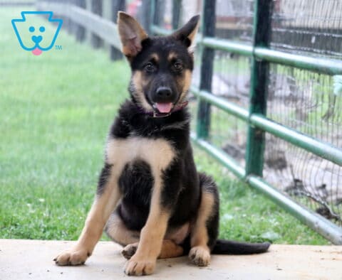 Shea German Shepherd mix