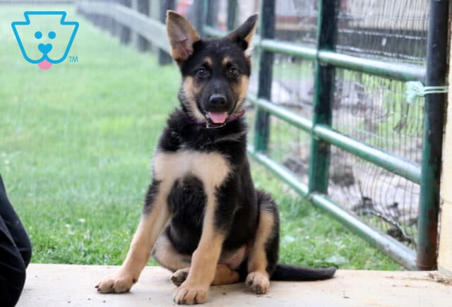 Alert German Shepherd puppy sitting beside a pasture fence with one ear slightly tilted, mouth open in a happy expression, and bright eyes focused on the camera. image