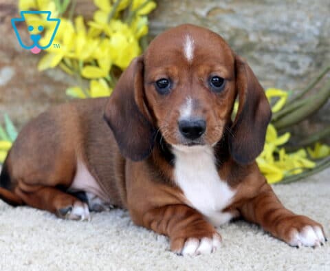 Shorty Mini Dachshund