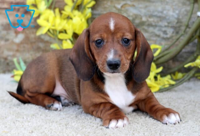 Shorty Mini Dachshund image