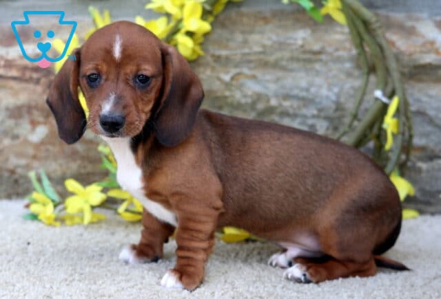 Shorty Mini Dachshund2 image