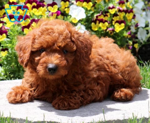 Simon Mini poodle