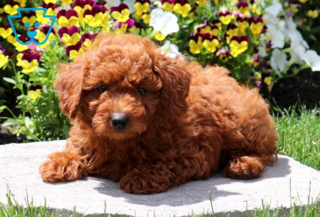 Beautiful red Mini Poodle puppy resting on a stone patio in front of colorful blooming flowers, featuring a rich curly coat, soulful dark eyes, and an adorable teddy bear-like face. image