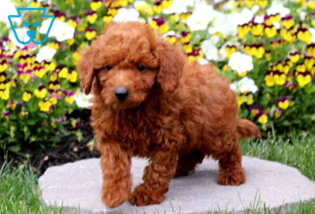 Adorable red Mini Poodle puppy standing on a stone walkway surrounded by vibrant garden flowers, showing off a fluffy curly coat, petite build, and sweet expression. image