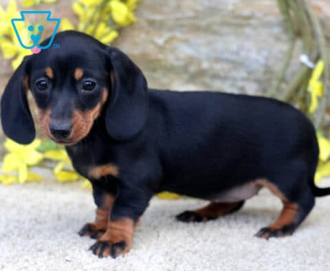 Sky Mini Dachshund