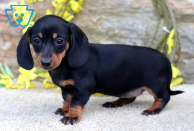 Black and tan Mini Dachshund puppy standing on a plush cream rug, showing off its long body and floppy ears while posing in front of a stone wall accented with bright yellow flowers. image